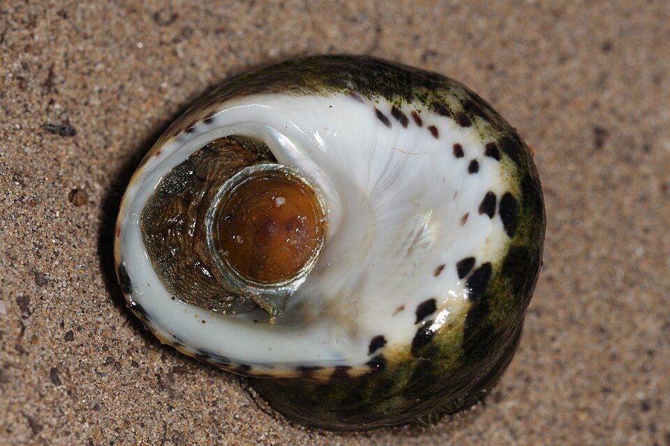 فتحة الصدفة من الأعلى: الغطاء القرنيّ (operculum) البرتقاليّ الذي يُغلقه الحيوان الحيّ على نفسه عند الانسحاب