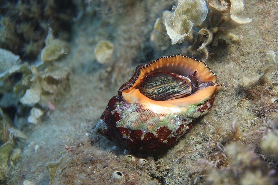 البوق