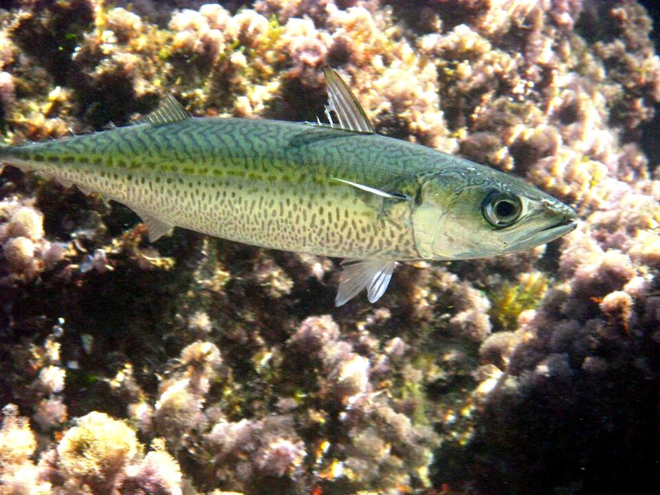 الماكريل الإسباني (Scomber colias): يشبه العادي لكن بطنه مرقّط بنقط رمادية وعينه أكبر