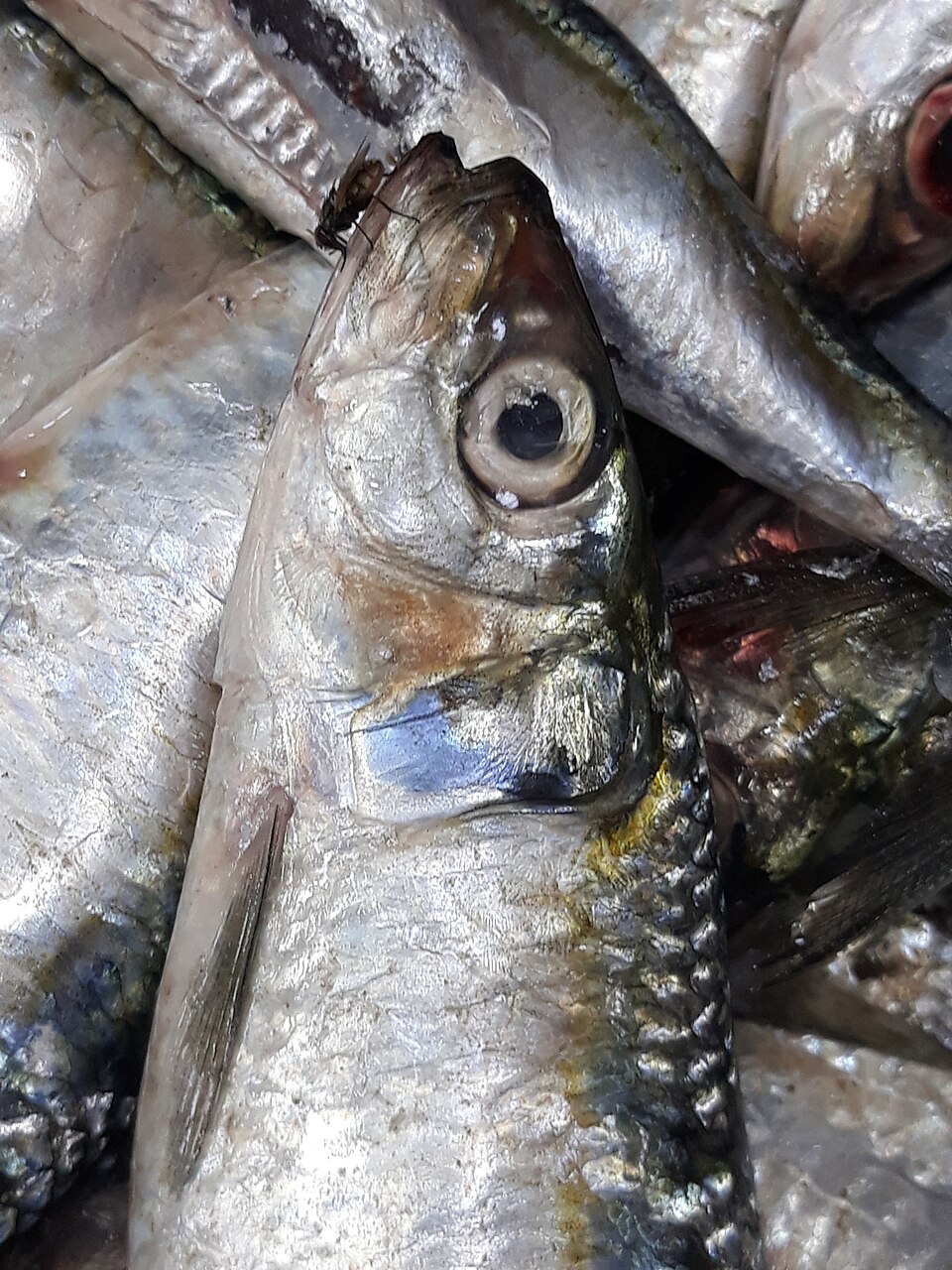 لاتشة