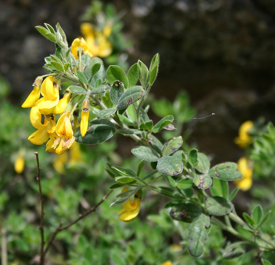 شجيرة «ثالوڨّيث» (Cytisus villosus) وهو اسم النبتة بالأمازغية التي أخذ منها اللڤي اسمه