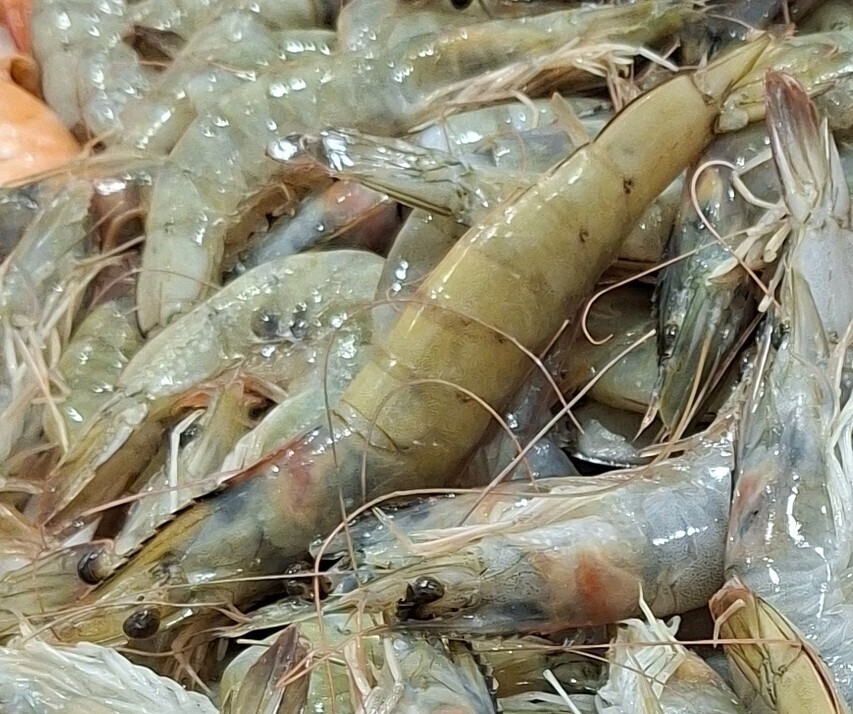 من أنواع القمرون (Penaeus kerathurus) Crevette Caramote ou royale, في السوق، وهو من أكبرها حجما، وعلى ظهره أشرطة عرضية داكنة