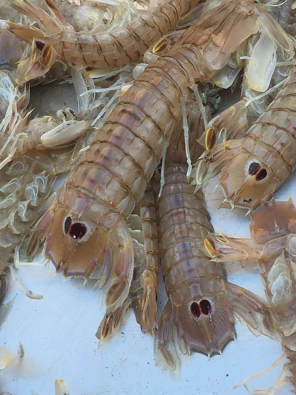 سبرنوج